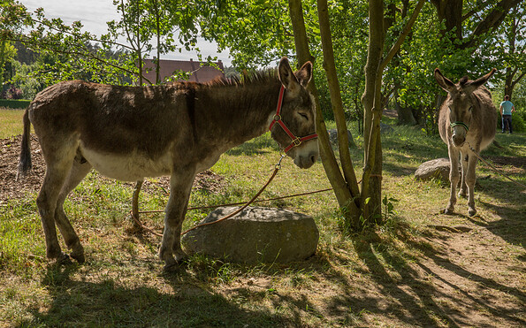 Foto: Steffen Bohl, Lizenz: LfU