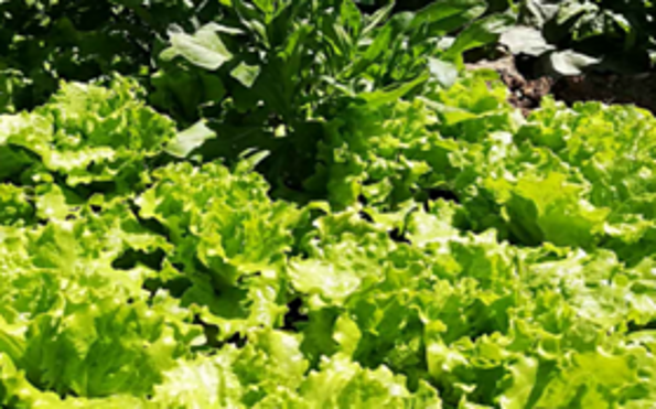 Foto: Schule für Niedersorbische Sprache und Kultur, Lizenz: Schule für Niedersorbische Sprache und Kultur