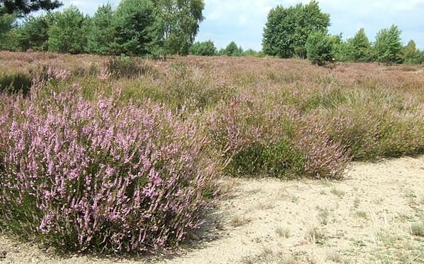 Heideblüte, Foto: I. Höhne, Lizenz: NaturSchutzFonds Brandenburg