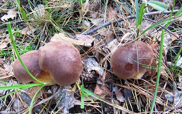 Foto: Ursula Kupper, Lizenz: Naturparkverwaltung Nuthe-Nieplitz