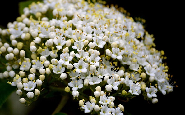 Foto: Frauke Riether from pixabay.com