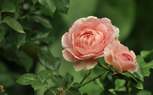 Foto: Светлана Бердник from Pixabay