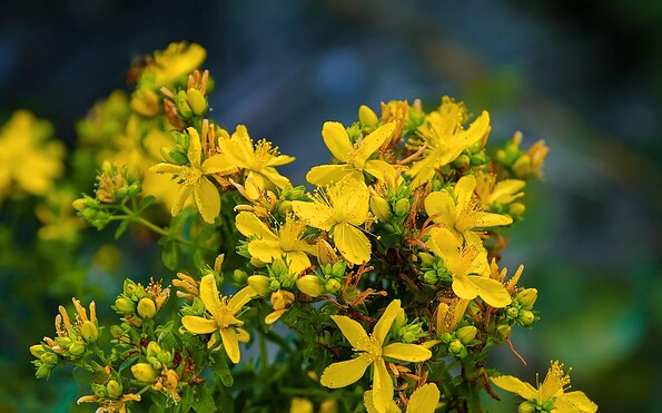 Foto: NickyPe from Pixabay