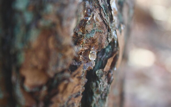 Foto: Tsuga from Pixabay