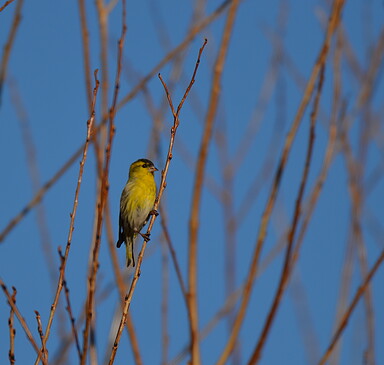Vogelgucken - ein Einstieg in die Vogelwelt