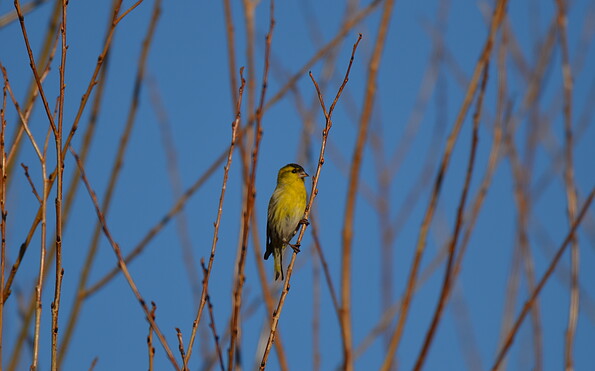 Foto: Peter Koch, Lizenz: Landschafts-Förderverein Nuthe-Nieplitz-Niederung e.V.