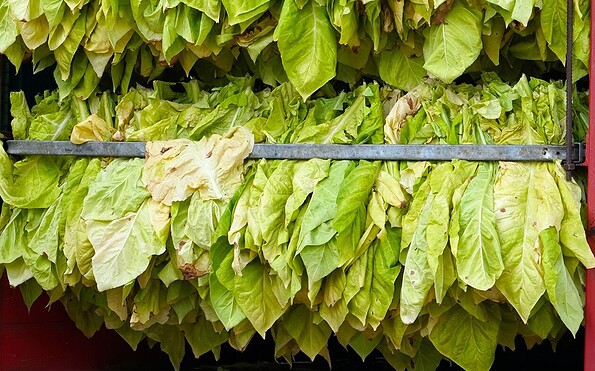 Tabakblätter, Foto: Pixabay, Lizenz: Pixabay