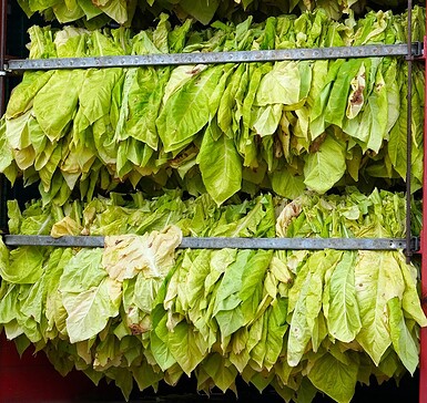 Tabakblätter, Foto: Pixabay, Lizenz: Pixabay