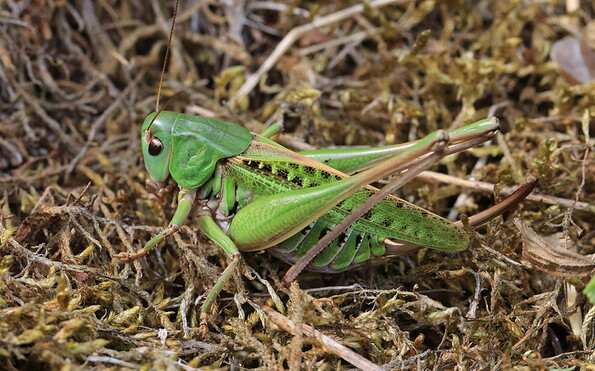 Foto: NaturSchutzFonds Brandenburg