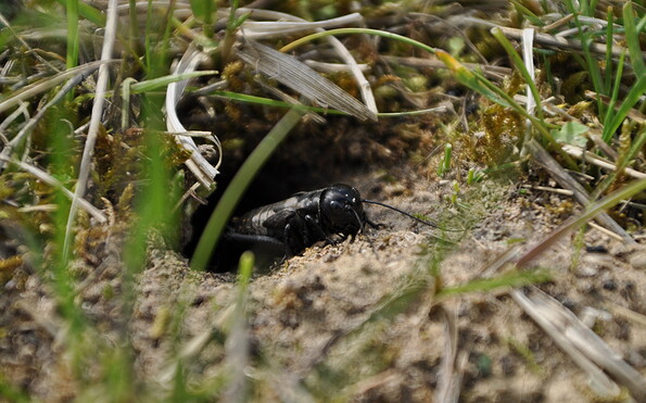 Foto: NaturSchutzFonds Brandenburg