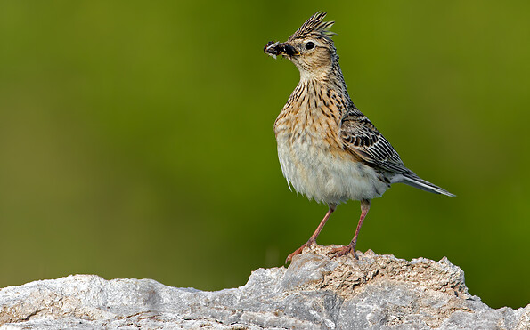 Foto: Thomas Hinsche, Lizenz: NaturSchutzFonds Brandenburg