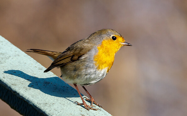 Foto: Matthias Kober, Lizenz: NaturSchutzFonds Brandenburg