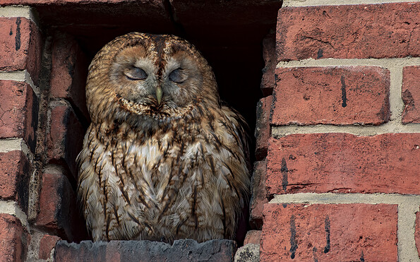 Foto: Gabi Franz, Lizenz: NaturSchutzFonds Brandenburg