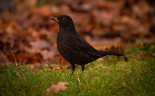 Foto: Johannes Müller, Lizenz: NaturSchutzFonds Brandenburg