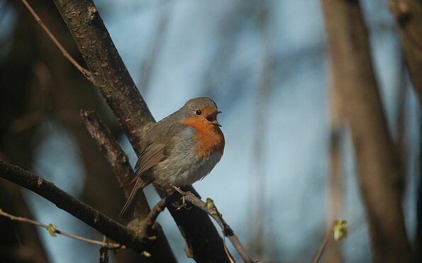 Rotkehlchen, Foto: W. Stürzbacher, Lizenz: W. Stürzbacher