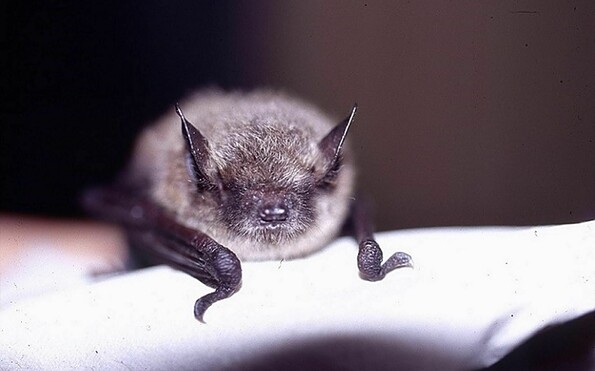 Bartfledermaus, Foto: Dr. Helmut Gille, Lizenz: Dr. Helmut Hille