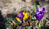 Biene auf Krokus, Foto: W. Stürzbecher, Lizenz: W. Stürzbecher