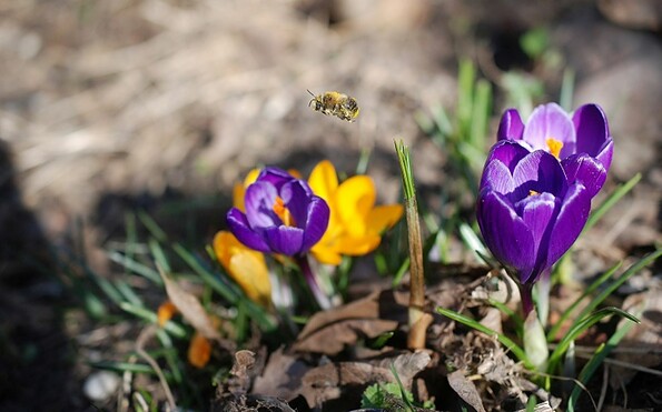 Biene auf Krokus, Foto: W. Stürzbecher, Lizenz: W. Stürzbecher