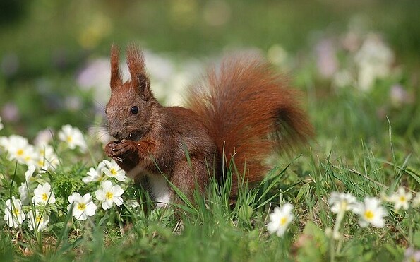 Eichhörnchen, Foto: W. Stürzbecher, Lizenz: W. Stürzbecher