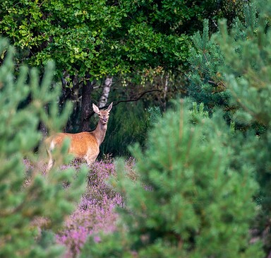 Wildnis-Tour: Unterwegs im Wildnisgebiet - Tieren begegnen