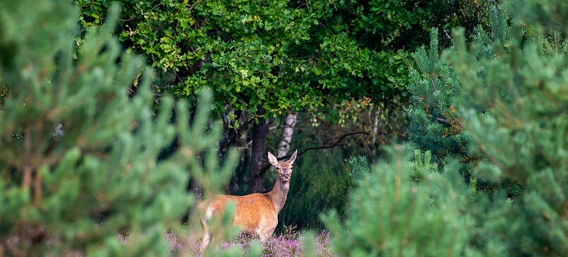 Wildnis-Tour: Unterwegs im Wildnisgebiet - Tieren begegnen