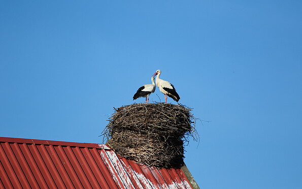 Foto: Jonathan Kunkel/NABU-Rühstädt