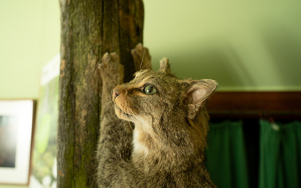 Foto: Julia Borchardt/vivografie.de, Lizenz: Naturparkverein Hoher Fläming e.V.
