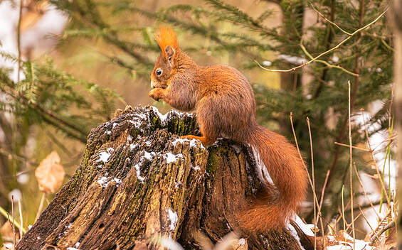 Foto: © Andreas Hartl