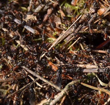 Die Welt der Waldameisen