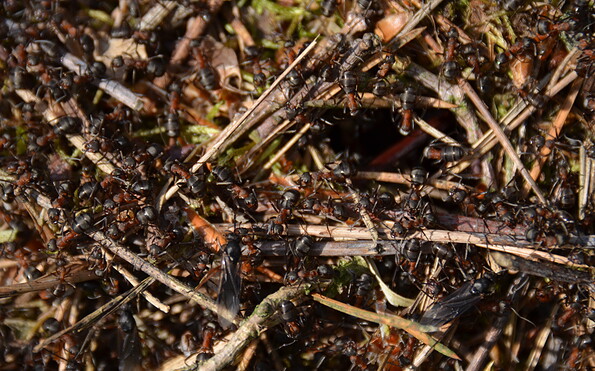 Foto: Peter Koch, Lizenz: Landschafts-Förderverein Nuthe-Nieplitz-Niederung e.V.