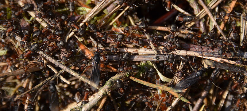 Die Welt der Waldameisen