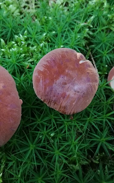 Foto: Sylvia Hutter, Lizenz: Sylvia Hutter