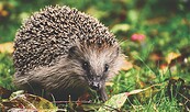 Der Igel - unsere stacheligen Nachbarn