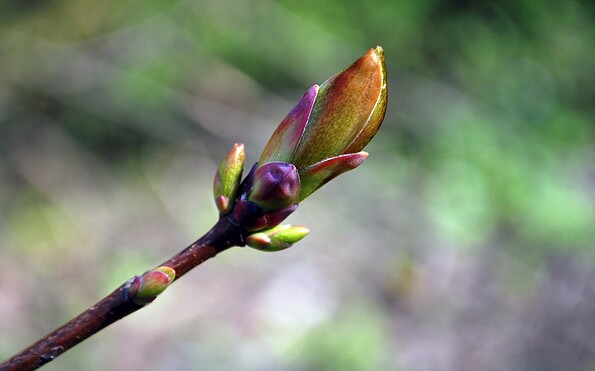 Foto: pixabay, Lizenz: pixabay