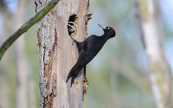 Foto: Frank Koch, Lizenz: Stiftung Naturschutzfonds Brandenburg