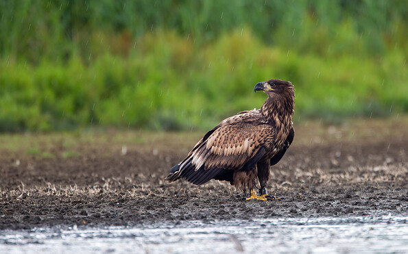 Foto: Oliver Ulmer, Lizenz: Stiftung Naturschutzfonds Brandenburg