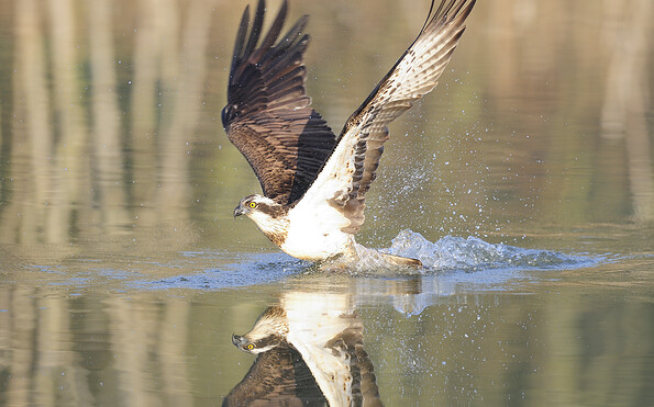 Foto: Frank Koch, Lizenz: Stiftung Naturschutzfonds Brandenburg