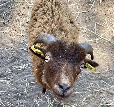 Foto: Tourismusverein Scharmuntzeland e. V.