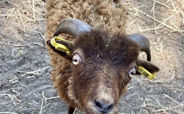Foto: Tourismusverein Scharmuntzeland e. V.