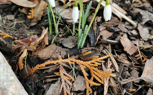 Foto: Mirko Laufmann, Lizenz: Mirko Laufmann