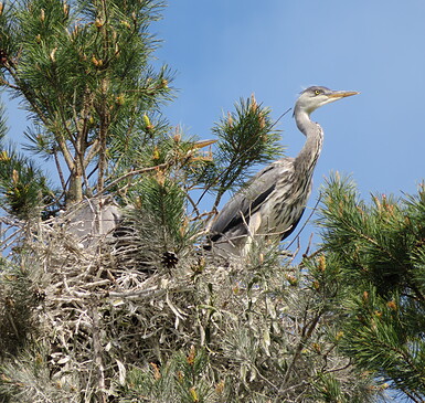 Wanderung zwischen Wald und Wasser mit Vogelbeobachtung und auf den Spuren des Bibers