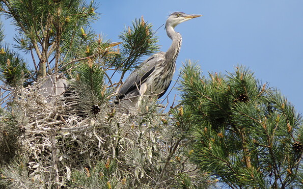Foto: Susanne Grunzig, Lizenz: Susanne Grunzig