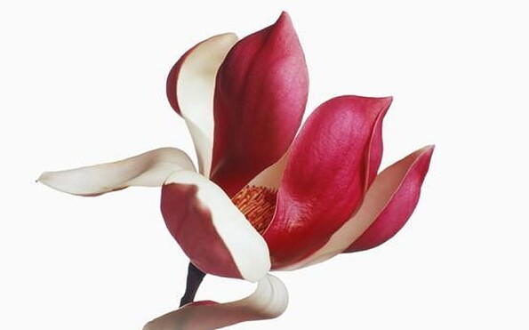 Herzzeit in Caputh, Foto: Ines Jahn, Lizenz: Ines Jahn