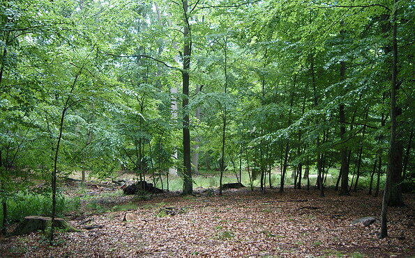 Foto: Michael Mattke, Lizenz: Amt Joachimsthal (Schorfheide)