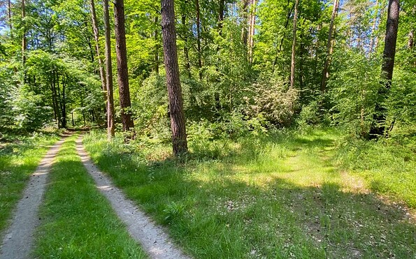 Foto: Michael Mattke, Lizenz: Amt Joachimsthal (Schorfheide)