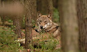 Foto: Wildpark Schorfheide, Lizenz: Wildpark Schorfheide