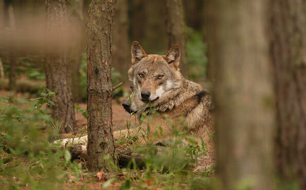 Foto: Wildpark Schorfheide, Lizenz: Wildpark Schorfheide
