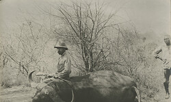 Einer fand Honig ... Die Fotos des Hans Meyer