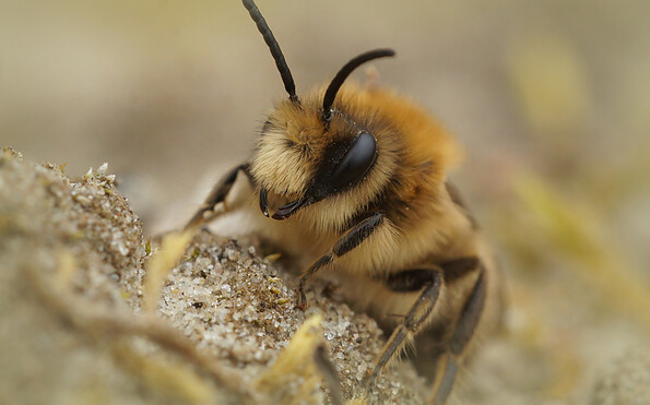 Foto: AdobeStock_413375035, Lizenz: Heinz Sielmann Stiftung