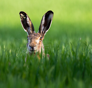 Foto: AdobeStock_291341599, Lizenz: Heinz Sielmann Stiftung
